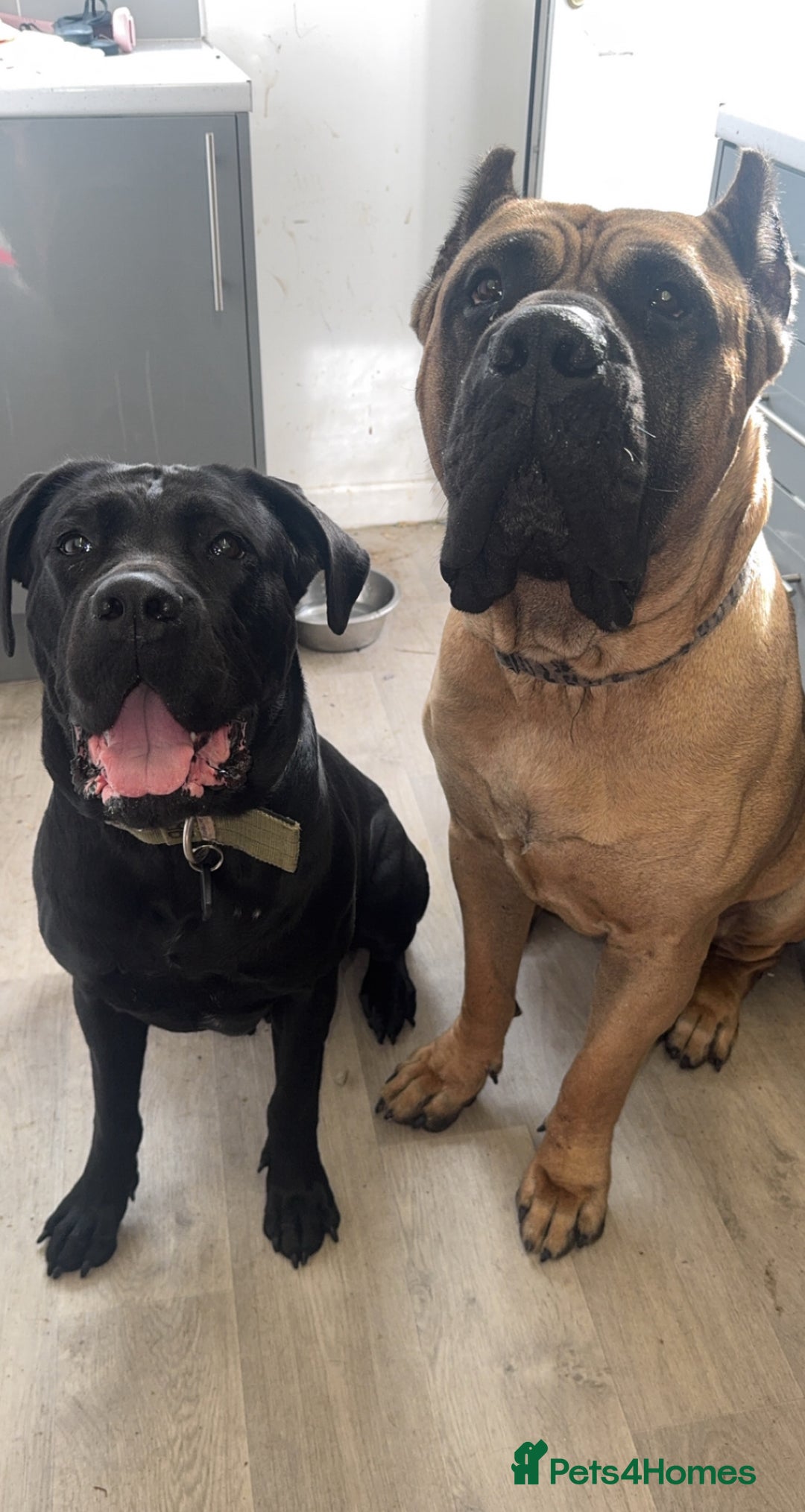 Mixed Breed dogs for sale: Gorgeous hardy pups - Advert 2