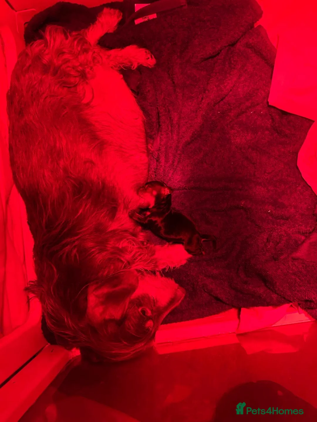Miniature Dachshund dogs for sale:  🐾 Adorable Miniature Dachshund Puppies 🐾 - Advert 6