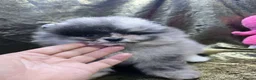 Pomeranian dogs for sale: Merle chocolate blue beaver blue eye puppies - Advert 8