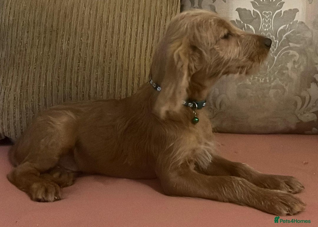 Labradoodle dogs for sale: Absolutely beautiful Labradoodles - Advert 23