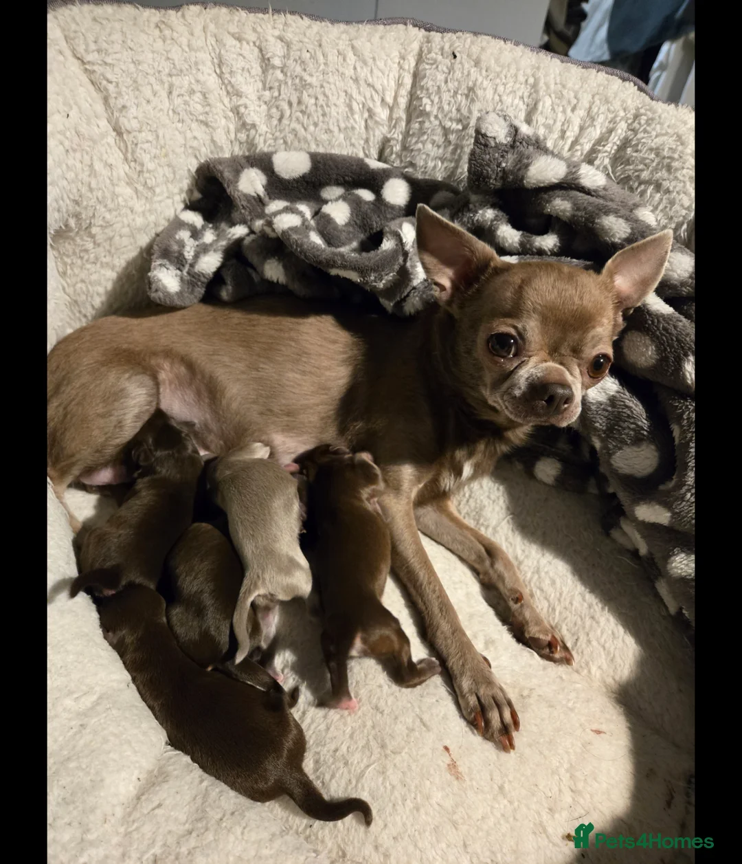 Chihuahua dogs for sale: Chihuahuas Long and short haired - Advert 1