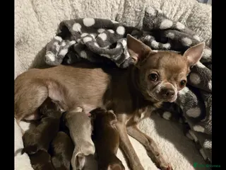 Chihuahua dogs Chihuahuas Long and short haired - Advert 1