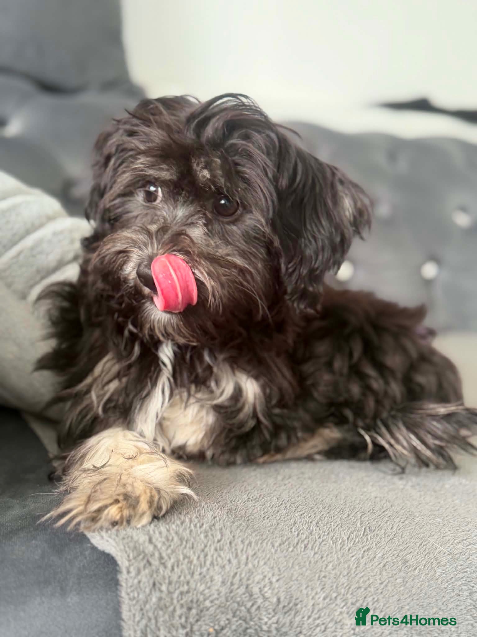 Bichon Frise dogs Beautiful Black & White Bichon Havanese Girl - Advert 2