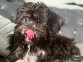 Bichon Frise dogs Beautiful Black & White Bichon Havanese Girl - Advert 2