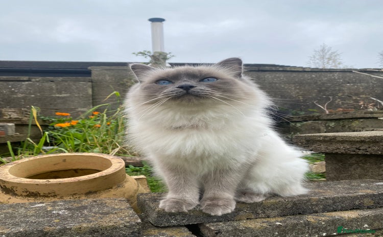 Ragdoll cats - Advert 9