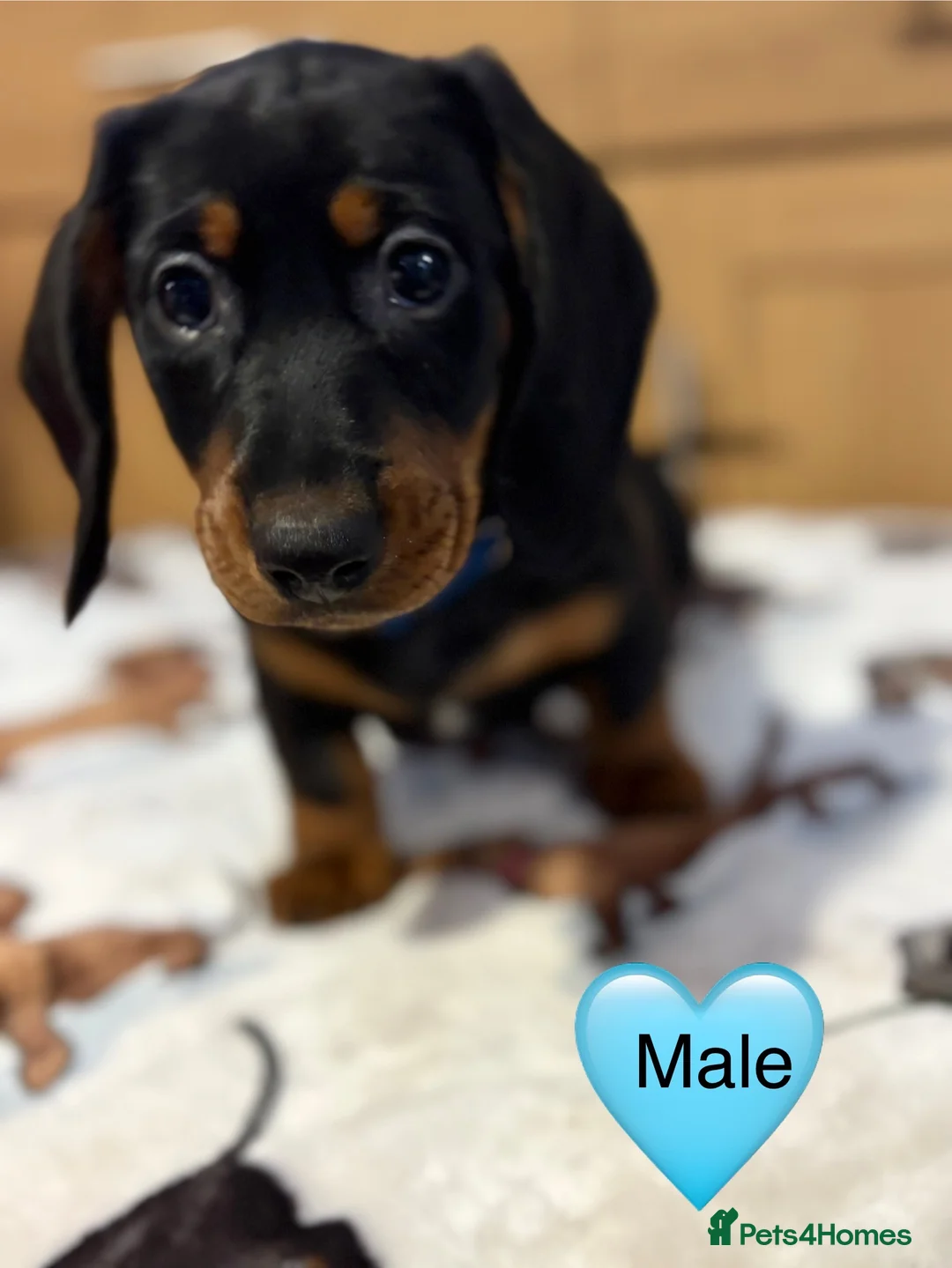 Miniature Dachshund dogs for sale: Stunning Black and Tan smooth fur dachshund pups - Advert 19