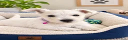 West Highland Terrier dogs for sale: KC WestHighland White Pups - READY NOW - Advert 3