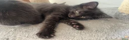 Ragcoon cats for sale: 🐾 Beautiful Maine Coon x Ragdoll kittens  - Advert 5