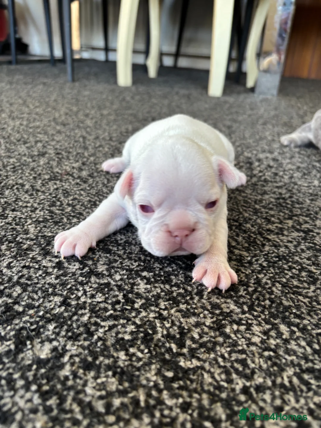 French Bulldog dogs for sale: French Bulldog Puppies KC registered  - Advert 15