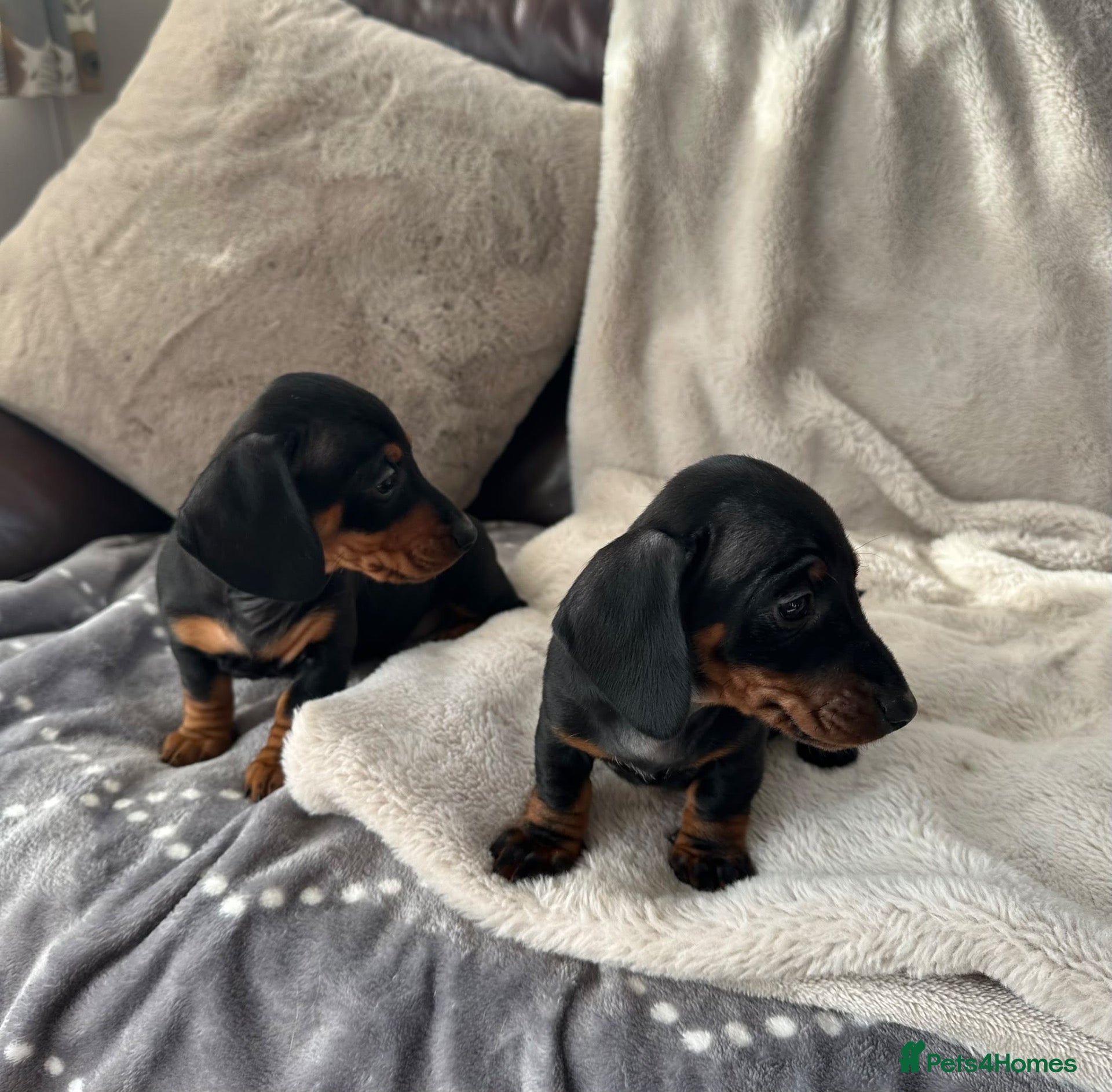 Miniature Dachshund dogs Miniature Dachshund KC Registered - Advert 2