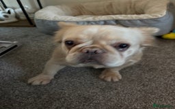 French Bulldog dogs for sale: Loveable Samba - Image 4