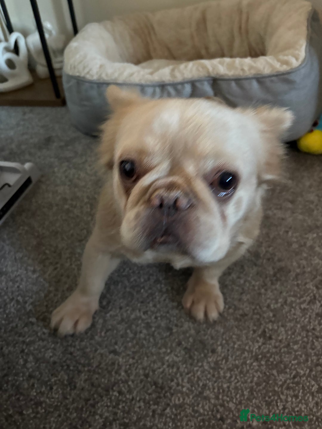 French Bulldog dogs for sale: Loveable Samba - Image 4