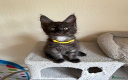 Maine Coon cats for sale: Pedigree GCCF Russian Import line Maine Coons - Image 18