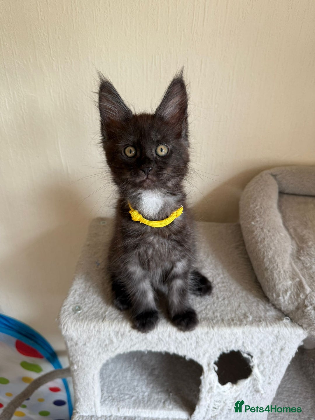 Maine Coon cats for sale: Pedigree GCCF Russian Import line Maine Coons - Image 18