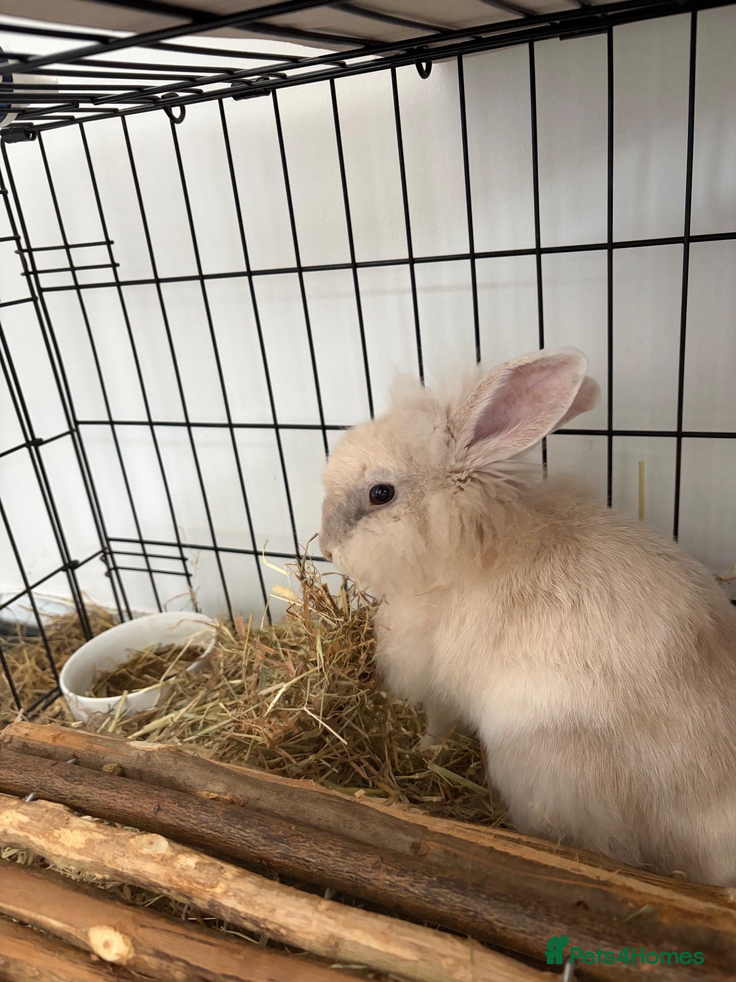 Lionhead rabbits Beautiful rabbit needing a new 🏡 - Advert 1