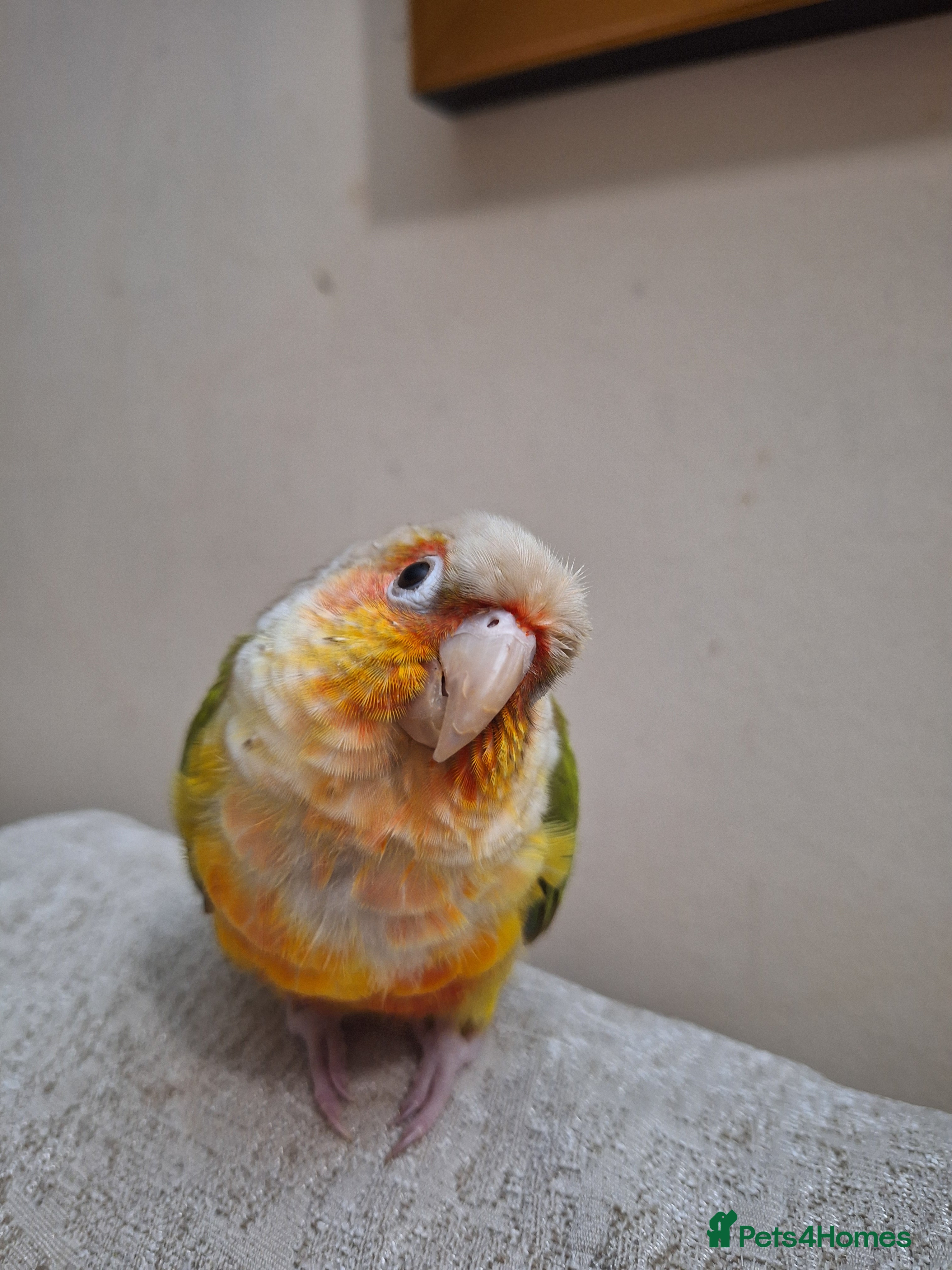 Conures birds Lulu conure parrot  - Advert 1