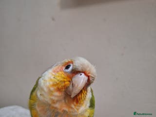 Conures birds Lulu conure parrot - Advert 8