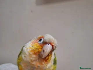 Conures birds Lulu conure parrot - Advert 11