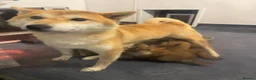Japanese Shiba Inu dogs for sale: Shiba girls kc registered available  - Advert 12