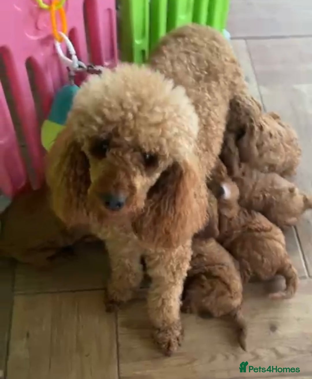 Miniature Poodle dogs for sale: KC HEALTH TEST PUPS - POLICE K9 TRAINER 5* BREEDER - Advert 14