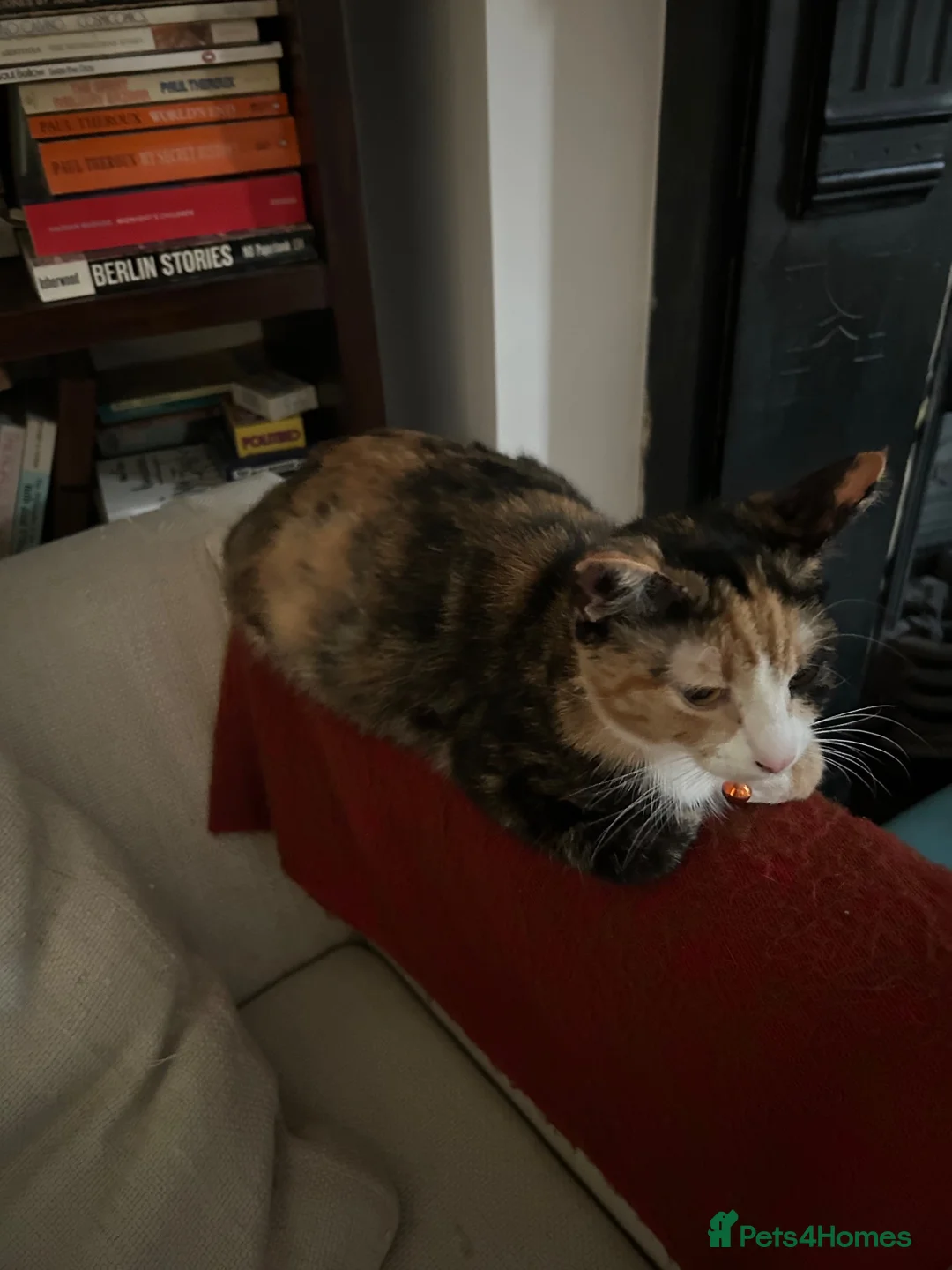Mixed Breed cats for sale: Loving young cat in need for a new home - Advert 2