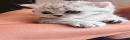 British Shorthair cats for sale: British Shorthair Tabby Female-Champion Heritage🐾 - Advert 9