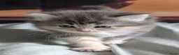 Mixed Breed cats for sale: 3 colour kittens - Advert 9