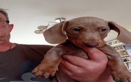 Dachshund dogs for sale: 3 male dachshunds ready for loving homes - Image 2