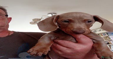 Dachshund dogs - Advert 7