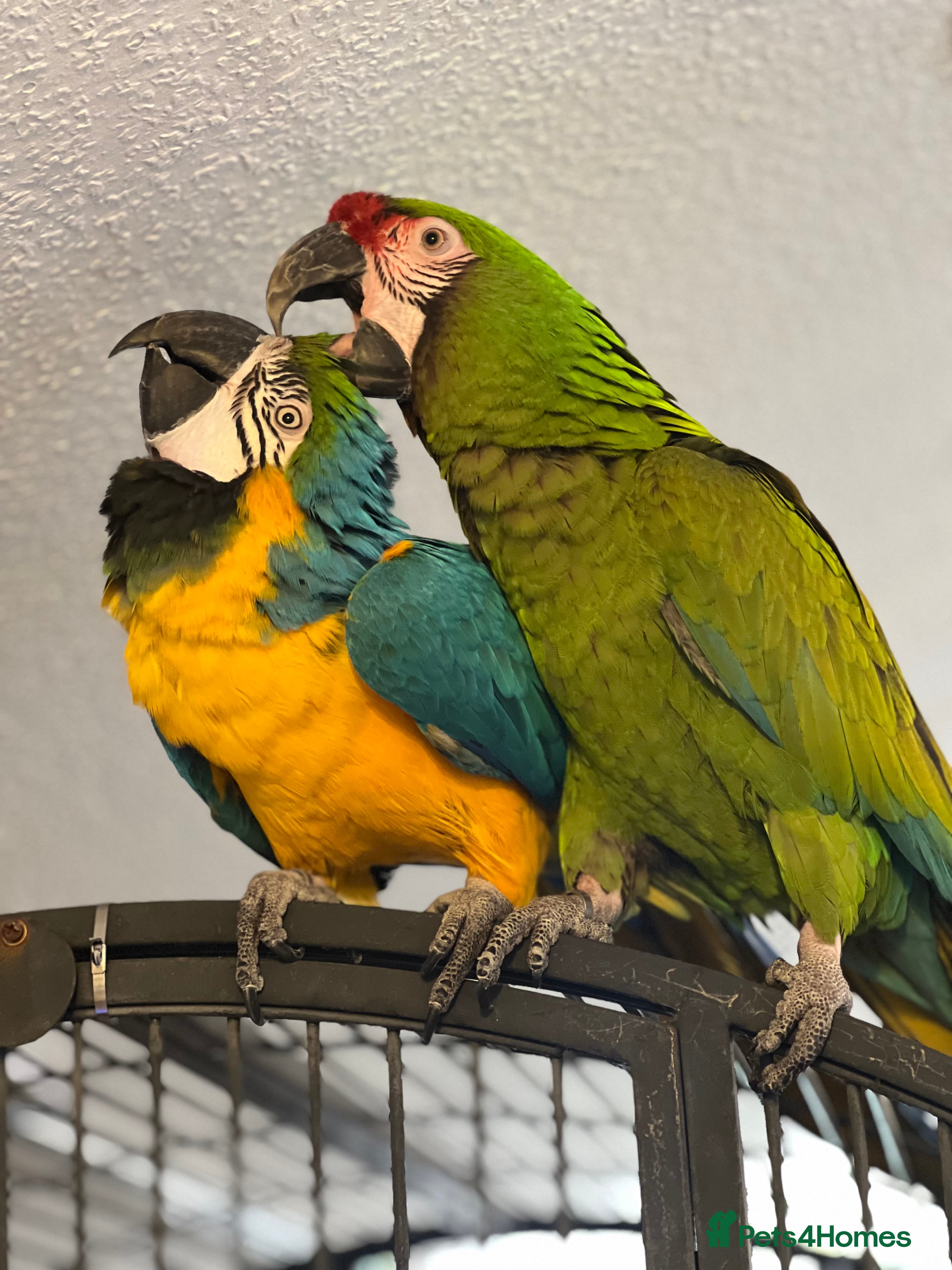 Macaws birds Bonded Breeding Pair Military, Blue & Gold Macaw - Advert 1