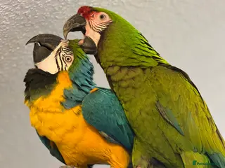 Macaws birds Bonded Breeding Pair Military, Blue & Gold Macaw - Advert 3