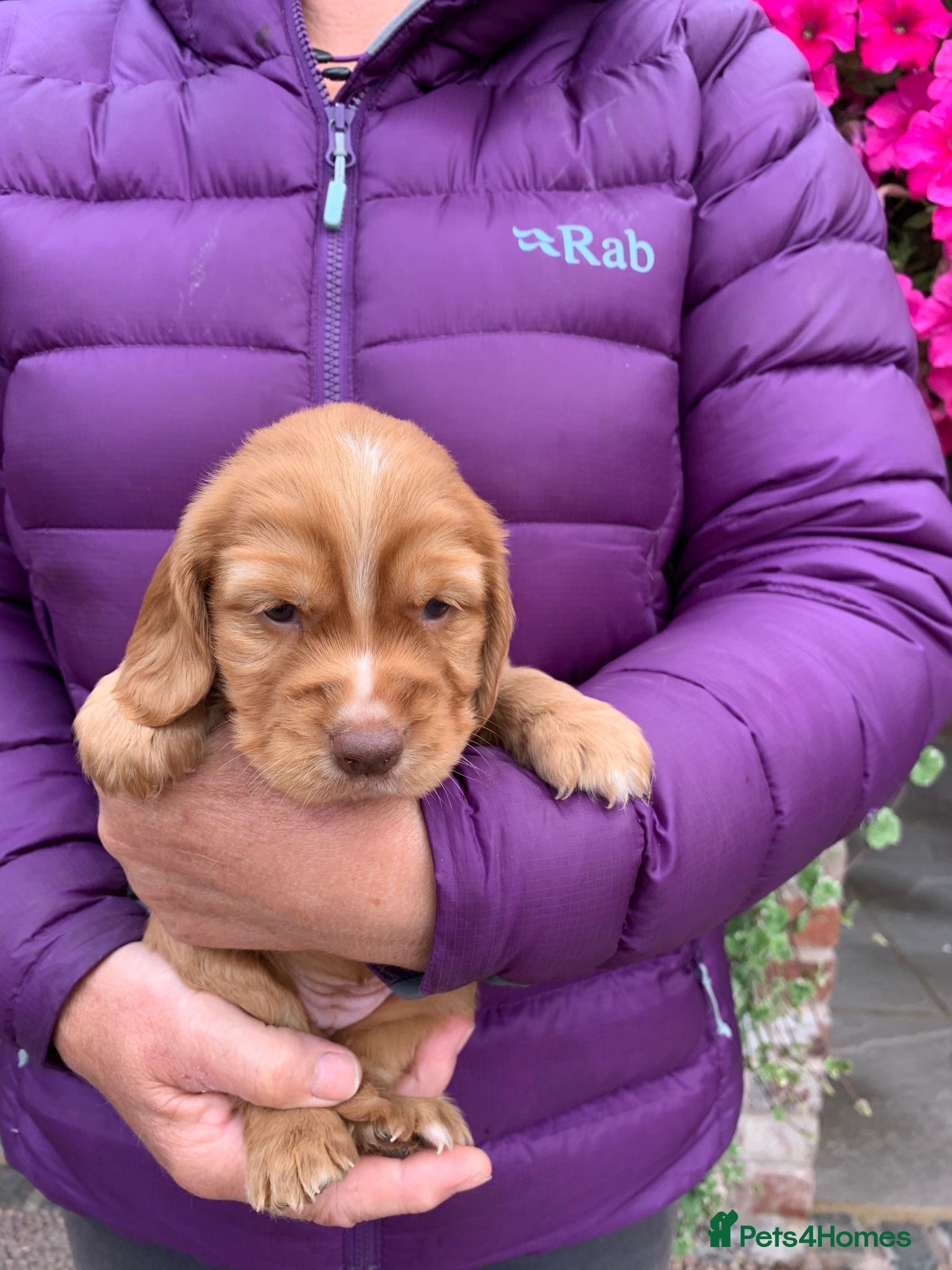 Cocker Spaniel dogs K.C REGISTERED COCKER SPANIEL PUPPIES - Advert 2