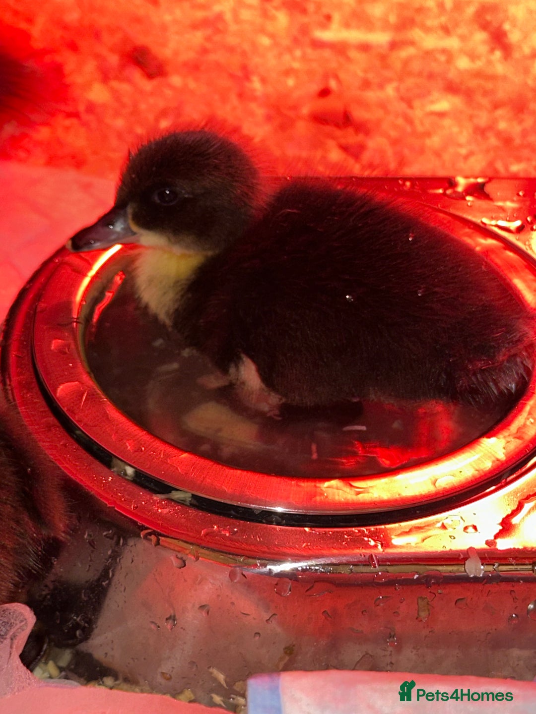 Ducks poultry for sale: Ducks for sale  - Advert 4