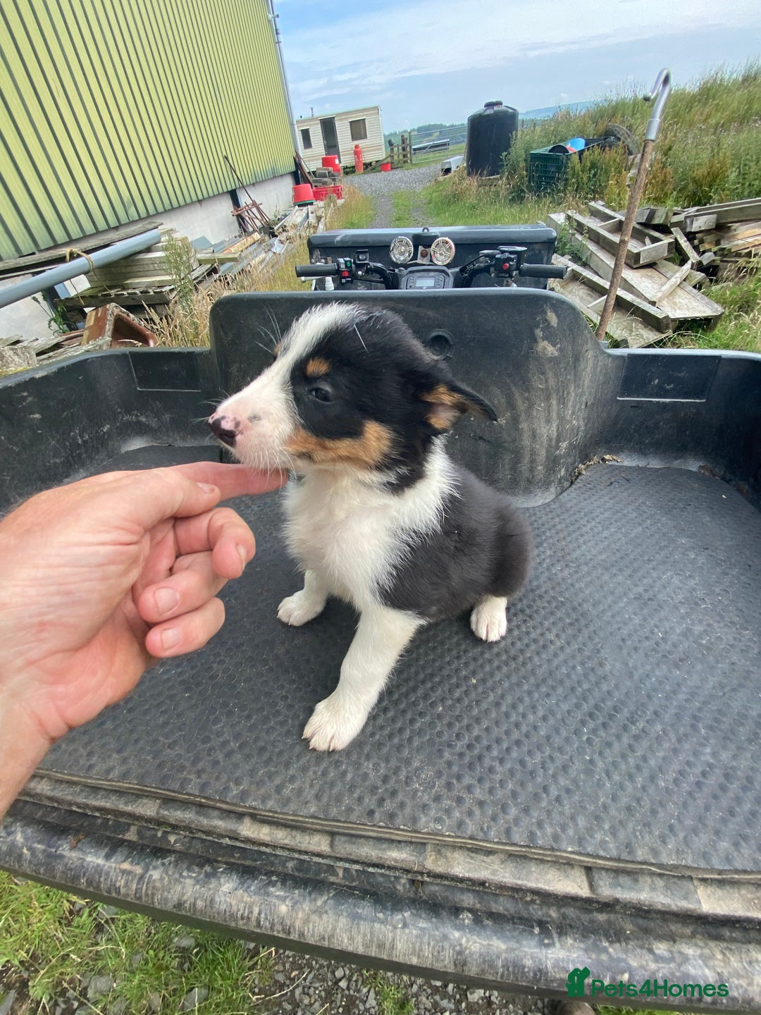 Border Collie dogs for sale: Farm bred border collie pups  - Image 5