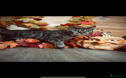 Bengal cats for sale: Stunning female tica reg Bengal  - Image 3
