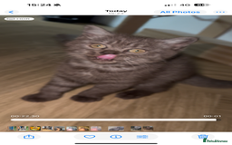 British Shorthair cats for sale: BSH x SF show quality kittens (REDUCED) - Image 28