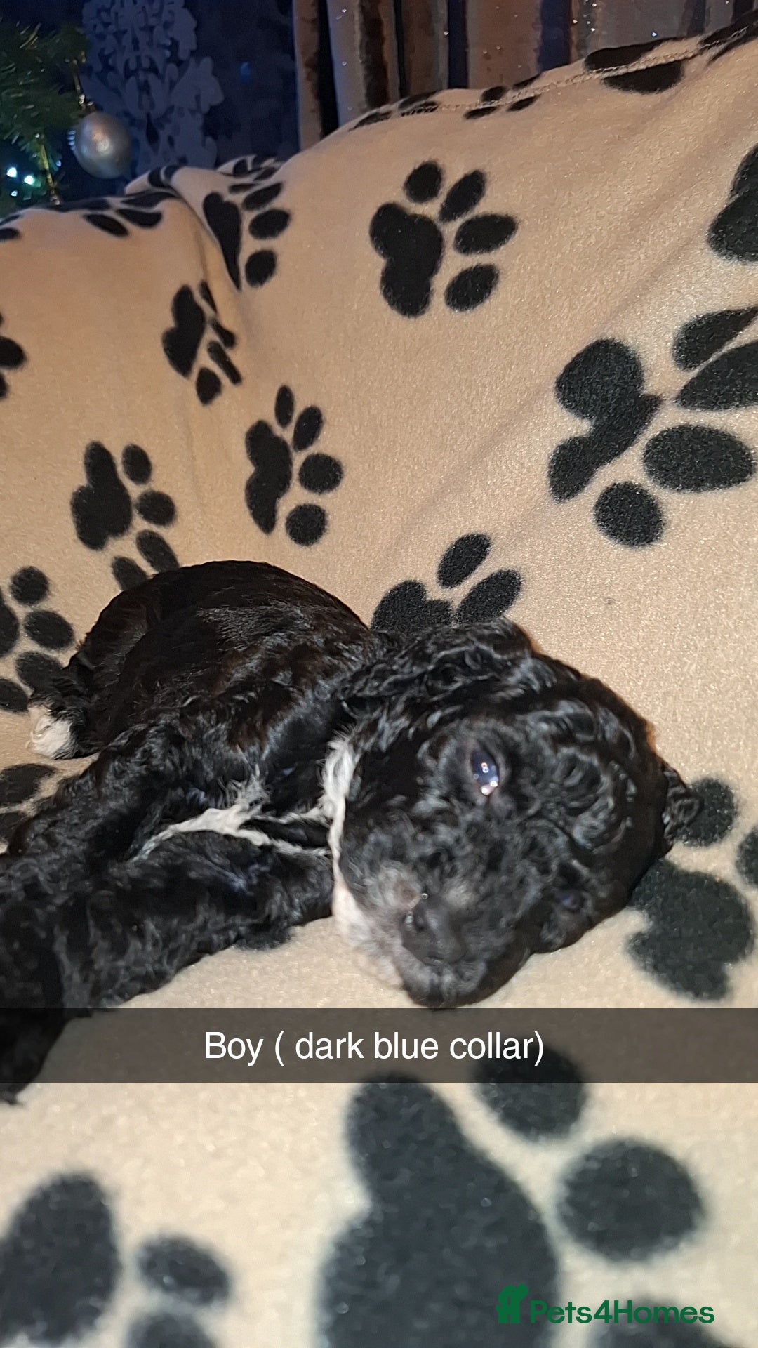 Cockapoo dogs for sale: F2 cockapoo puppies   - Advert 4