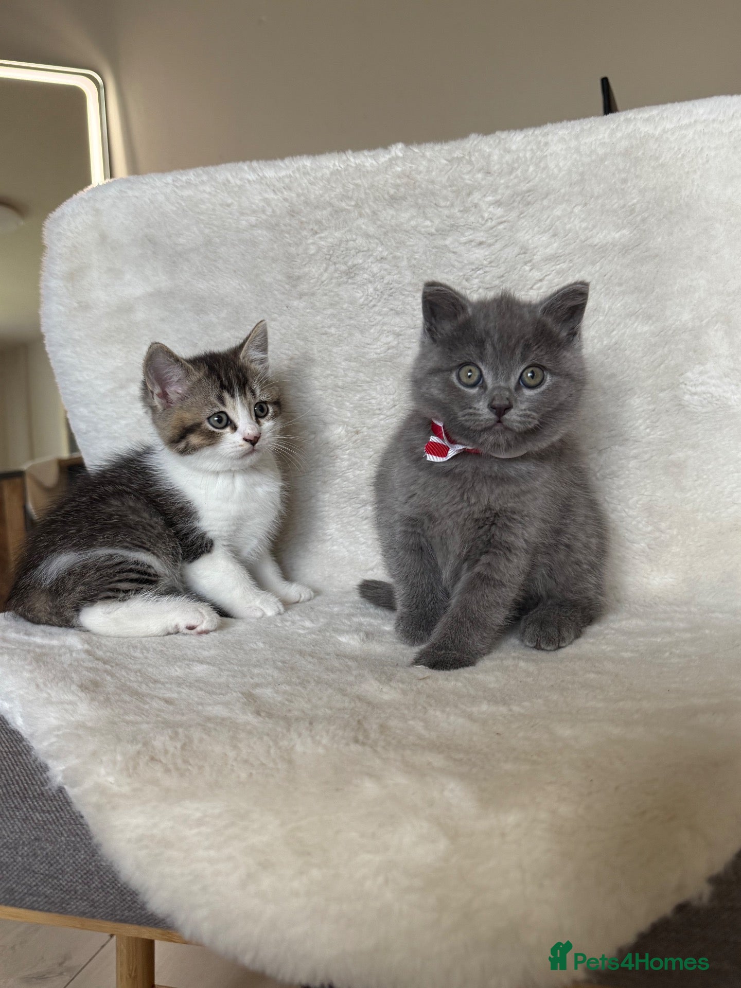 Mixed Breed cats Cute kittens - Advert 1