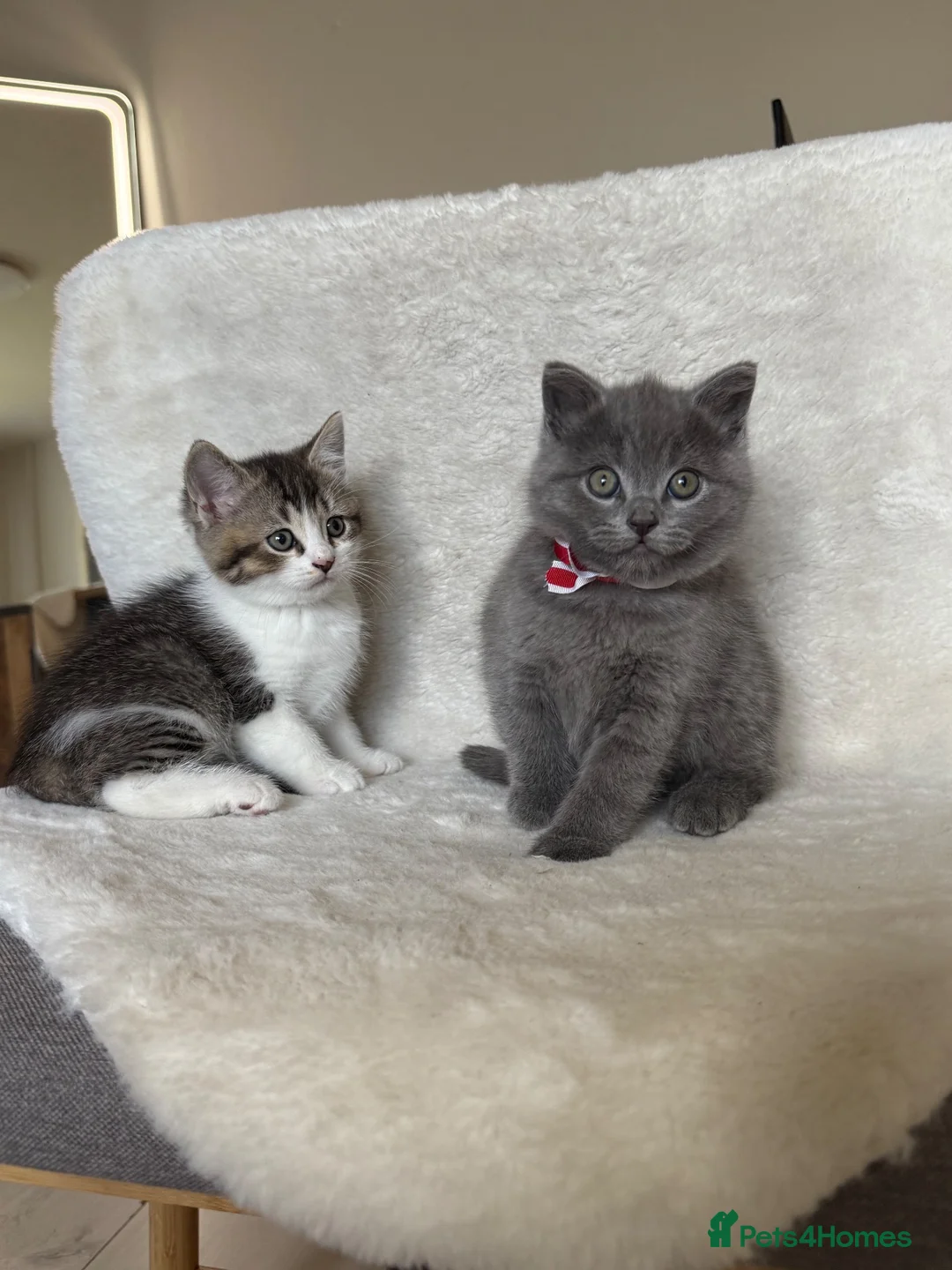 Mixed Breed cats for sale: Cute kittens - Advert 1