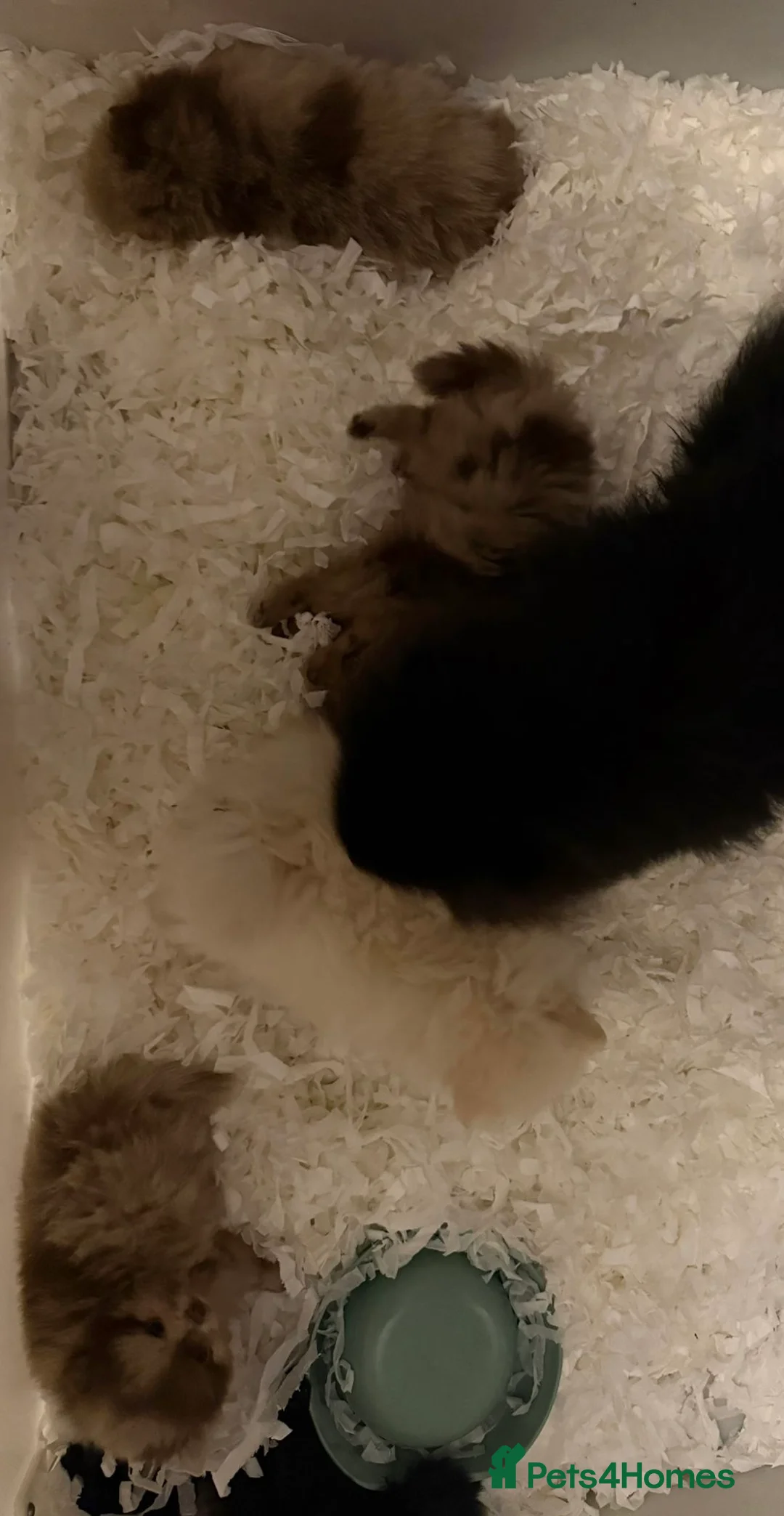 Pomeranian dogs for sale: 🧸 Incredible Teddy Bear Pomeranian puppies 🧸 - Advert 9