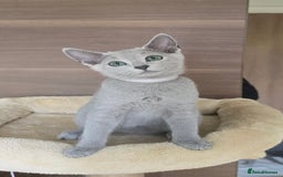 Russian Blue cats for sale: Pedigree Russian Blue Kitten - Girl - Image 1