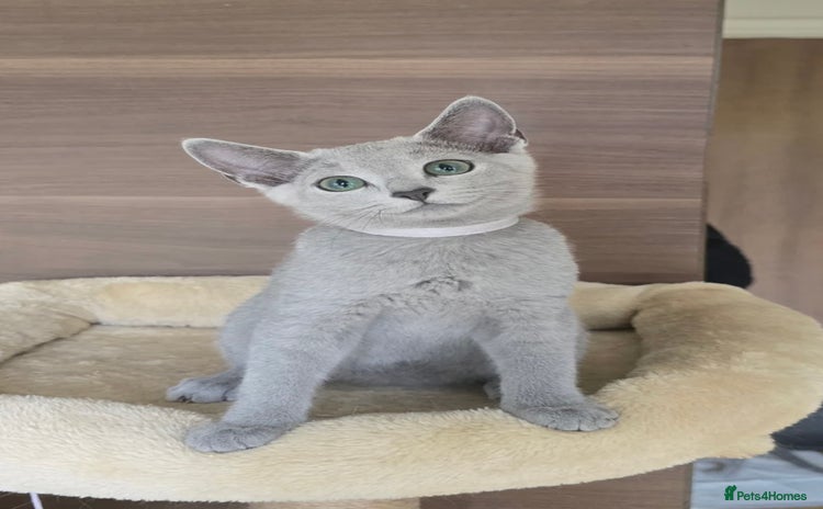 Russian Blue cats - Advert 1