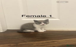 British Shorthair cats for sale: Chunky blue and white Bi Kittens  - Image 10
