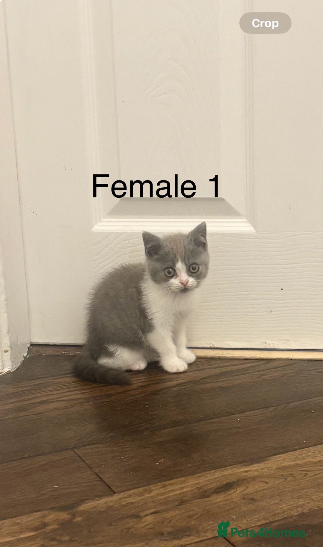 British Shorthair cats for sale: Chunky blue and white Bi Kittens  - Image 10