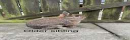 Mixed Breed rabbits for sale: Netherland Dwarf / Mini Lop rabbits in Stonehaven - Advert 9