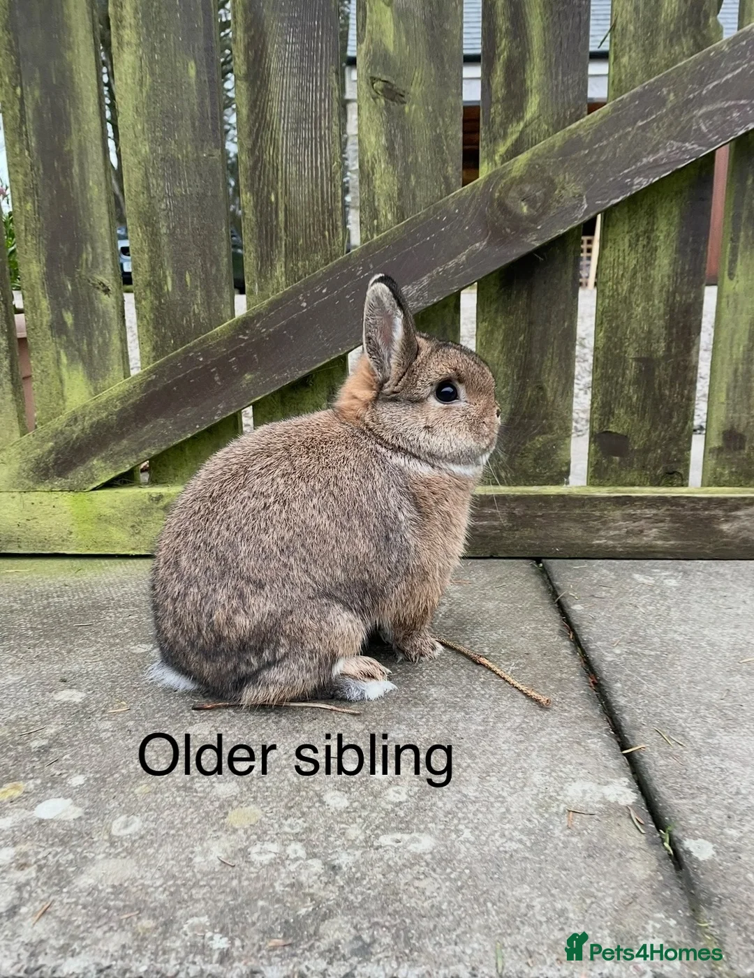 Mixed Breed rabbits for sale: Netherland Dwarf / Mini Lop rabbits in Stonehaven - Advert 9