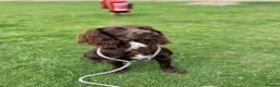 Sprocker dogs for sale: Sprocker Spaniel Puppies  - Advert 2