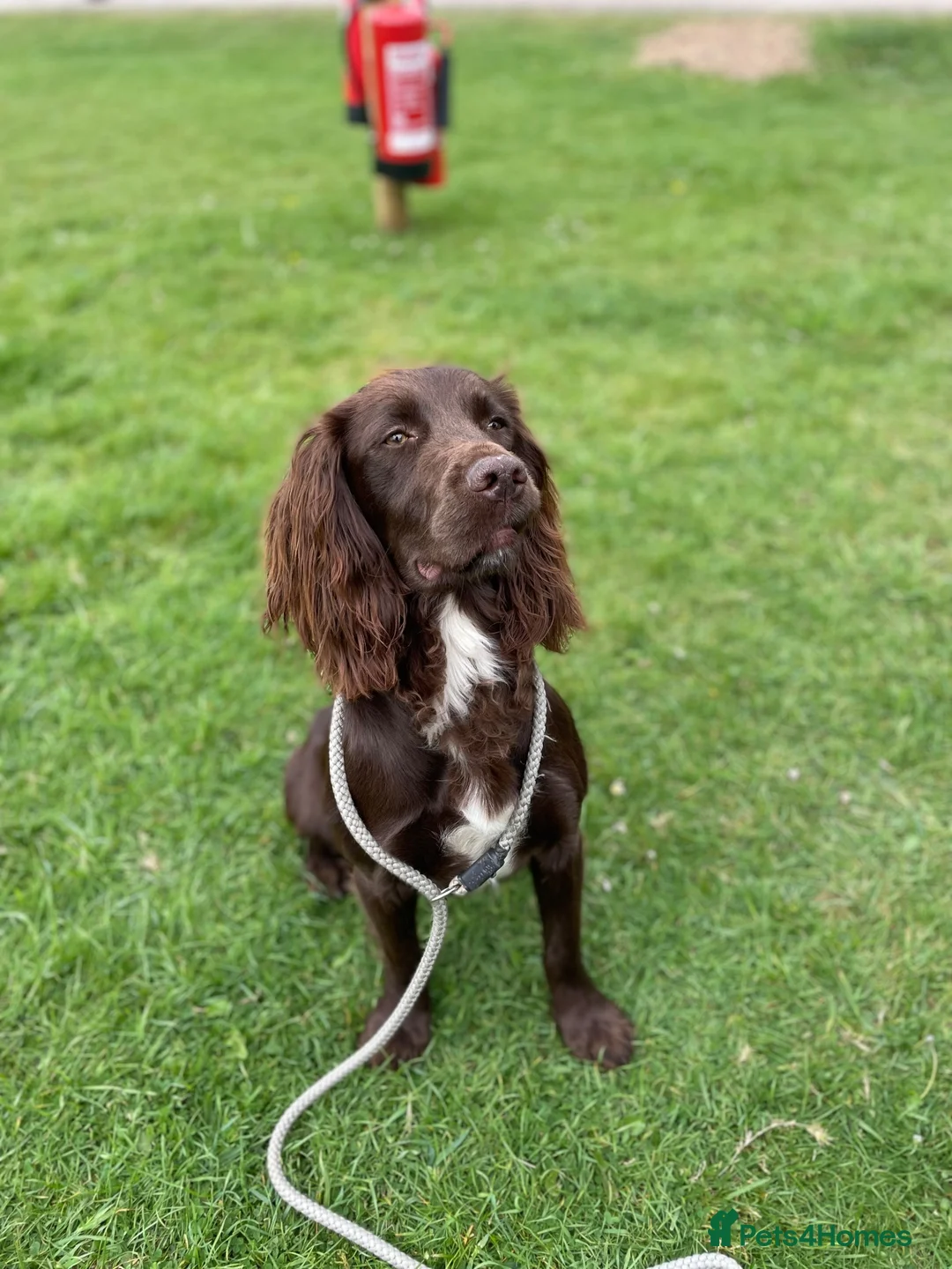 Sprocker dogs for sale: Sprocker Spaniel Puppies  - Advert 2