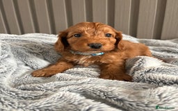 Cockapoo dogs for sale: Health Tested Fox Red Cockapoo  - Image 10