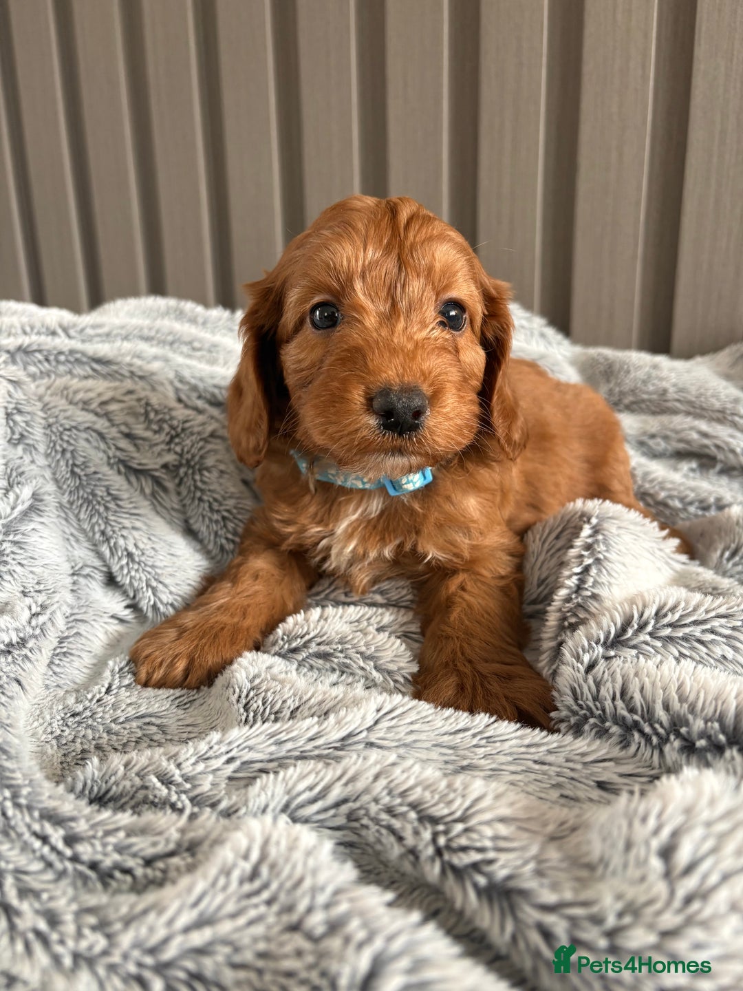 Cockapoo dogs for sale: Health Tested Fox Red Cockapoo  - Image 10